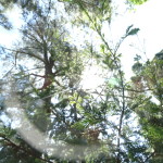 Sun on Redwood Branches