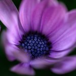 purple, voilet, inspiration, meditation, love, inner guidance, spiritual, heart connection, Arcturian