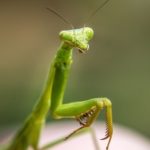 praying mantis, mantis being, extraterrestrial