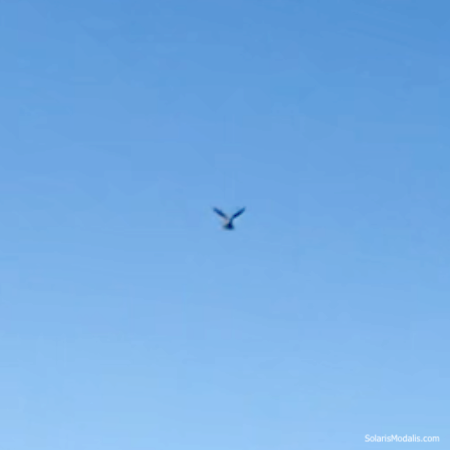 The Bird Drone (Plus Video): Not Every Bird That Flies is Alive ...