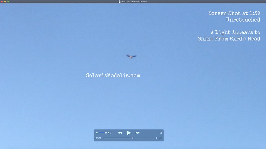 Bird, Bird drone, drones, drone, drone hovering, bird drone hovers, Solaris Modalis, SolarisModalis