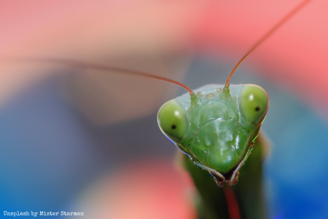 Praying mantis, mantis being